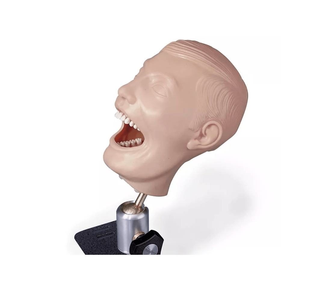 Dentalpuppe - Erler - Zimmer